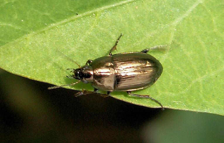 Amara sp.