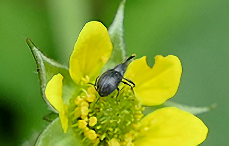 Anthonomus rubi
