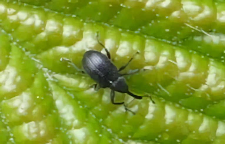 Anthonomus rubi
