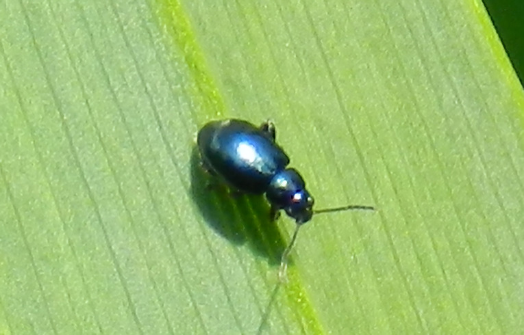 Aphthona nonstriata
