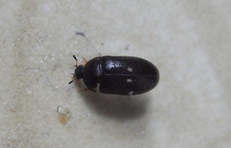 Attagenus pellio