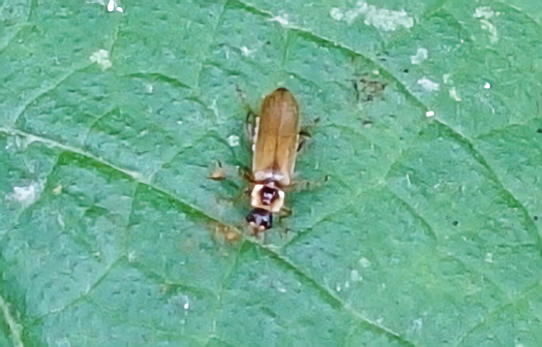 Cantharis  (decipiens?)