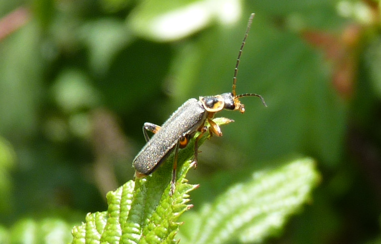 Cantharis  (livida?)