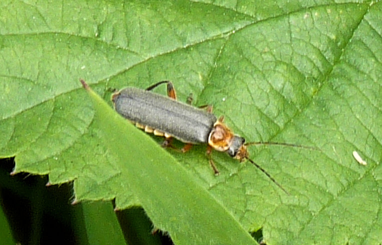 Cantharis  (nigricans?)