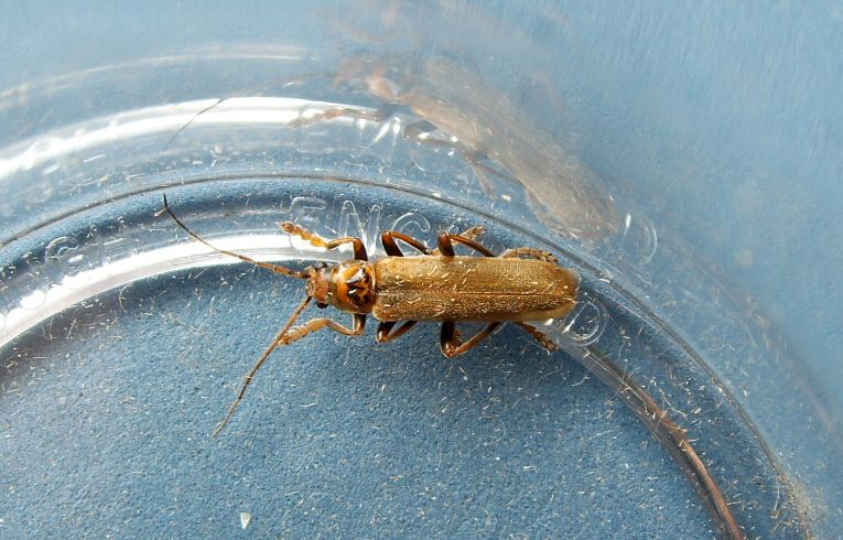 Cantharis (rufa)