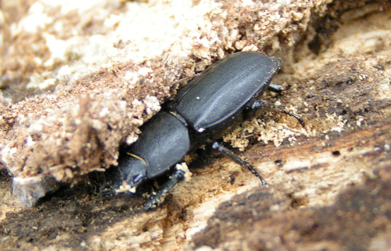 Carabus violaceus