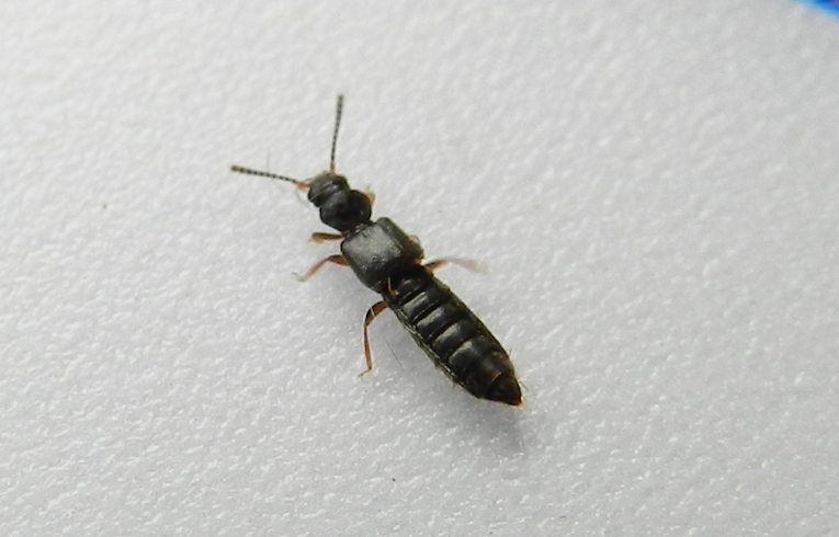 Rove Beetle