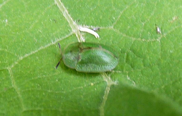 Cassida rubiginosa