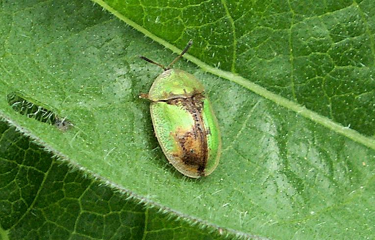 Cassida vibex