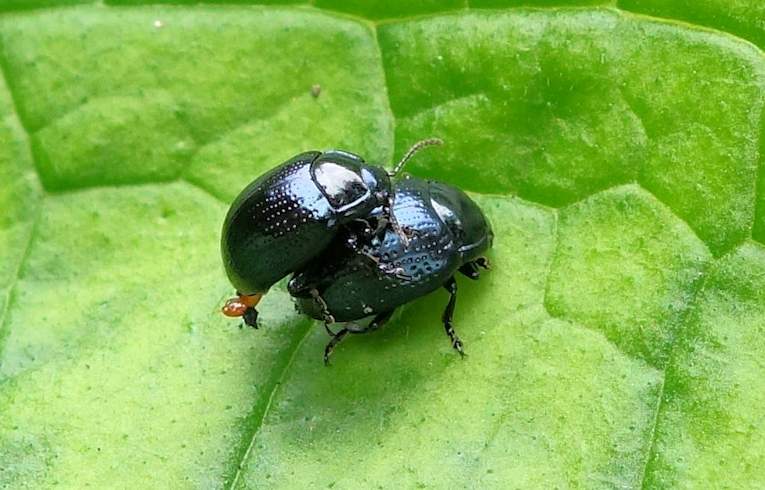 Chrysolina oricalcia