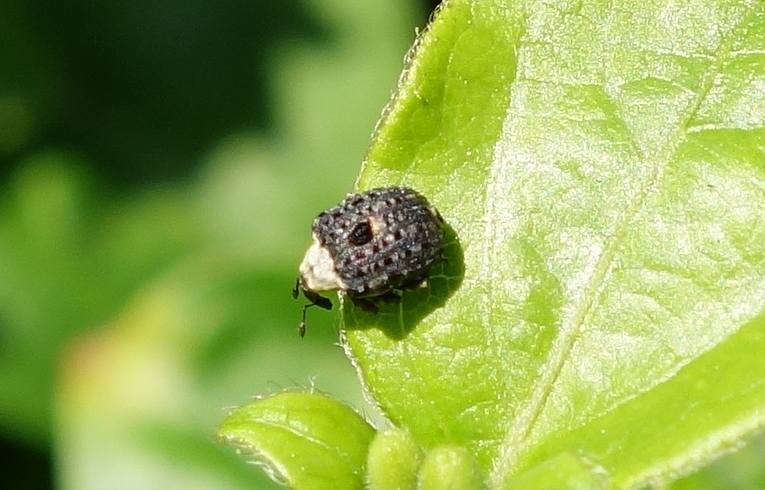 Cionus scrophulariae