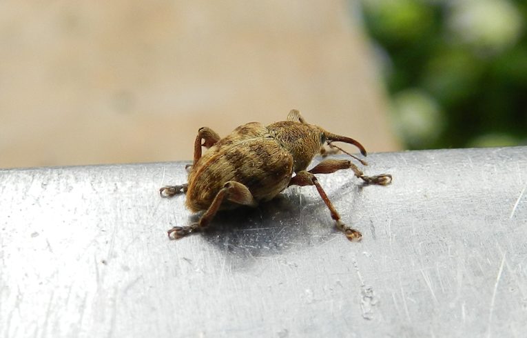 Curculio glandium (?)