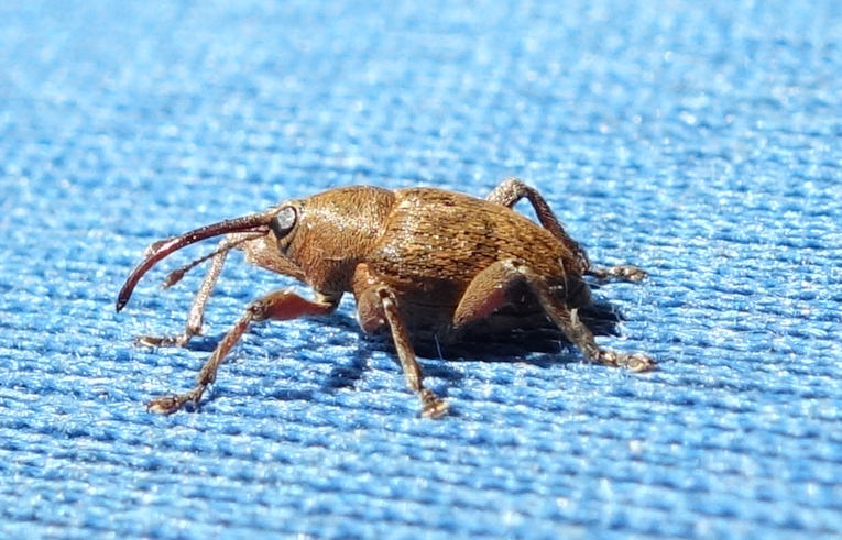 beetle_Curculio_(venosus)_gdn_mt_130720