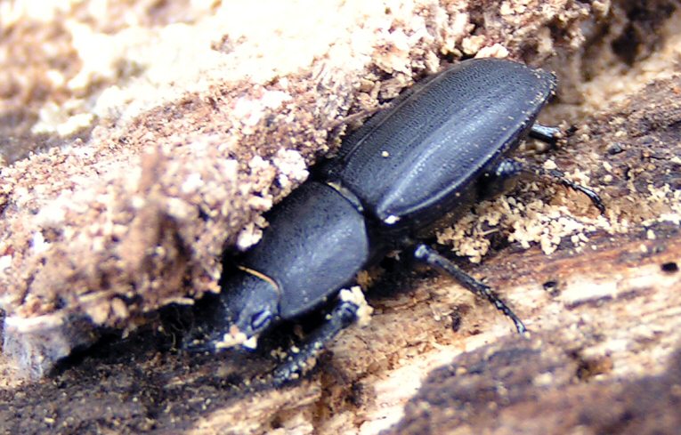 Dorcus parallelipipedus
