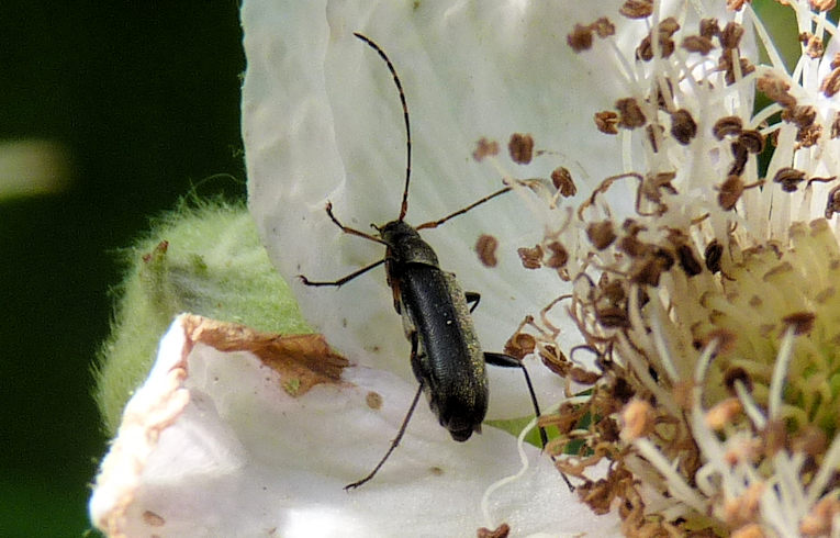 Grammoptera ruficornis