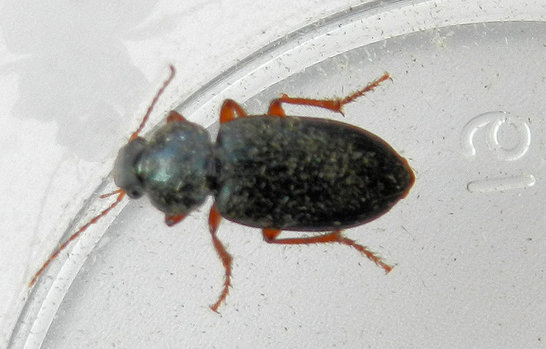 Harpalus rufipes