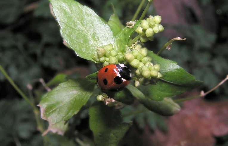Coccinella 7-punctata