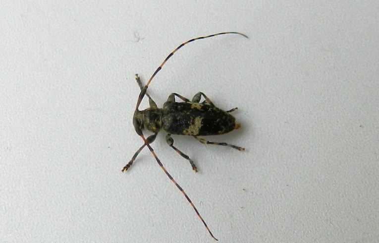 Leiopus  nebulosus