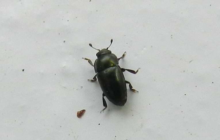 Meligethes aeneus