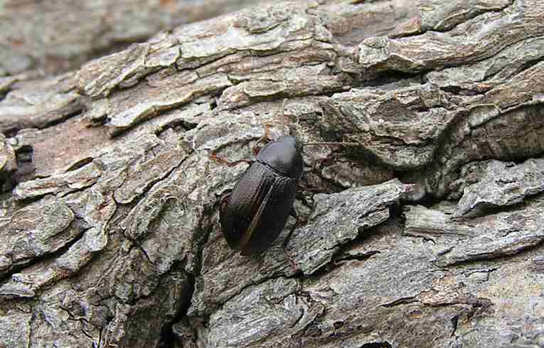 Nalassus laevioctostriatus