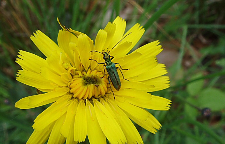 Oedemera nobilis