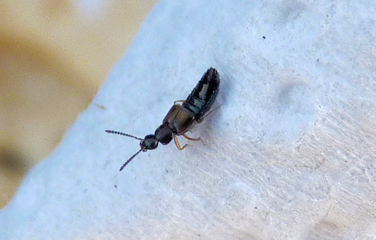 Omalium sp. ?