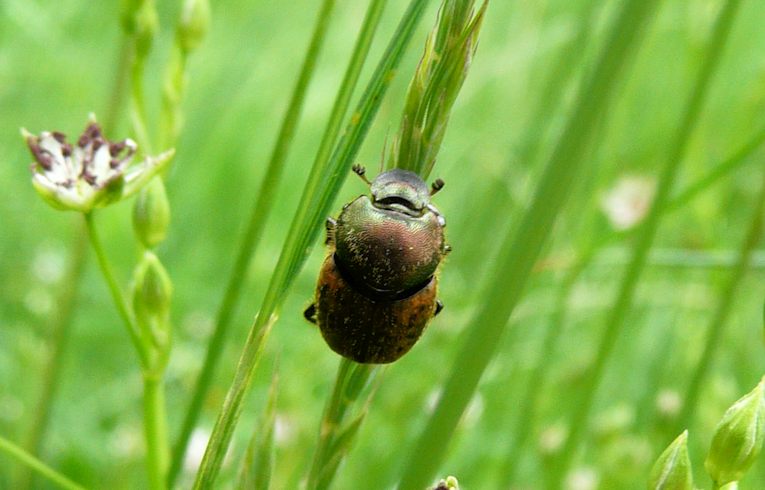 Orthophagus sp.