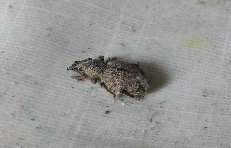 Otiorhynchus singularis