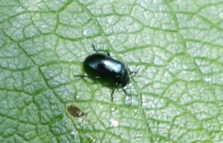 Phratora sp.