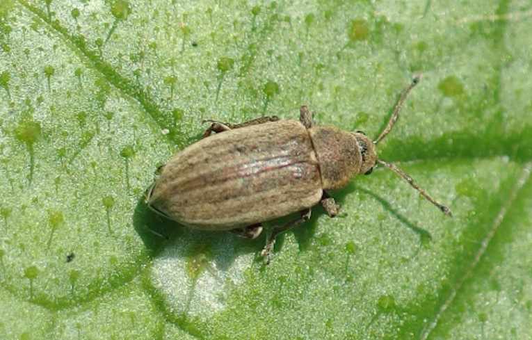 Phyllobius pyri