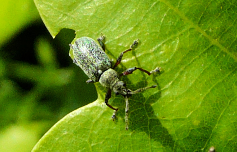 Phyllobius pyri