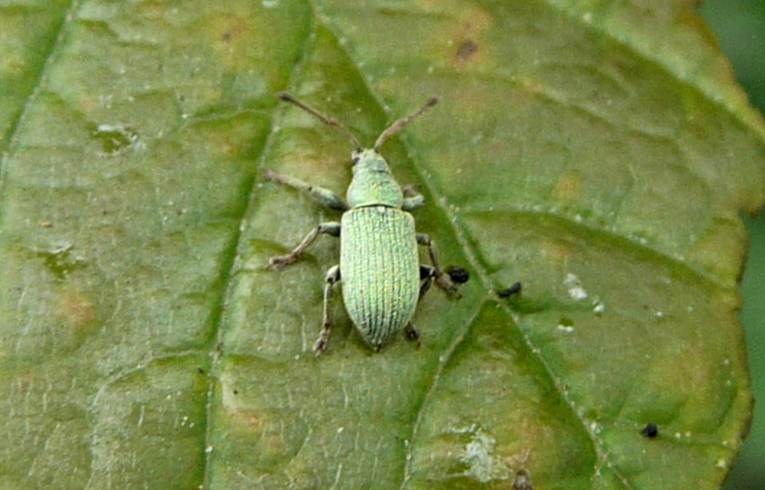 Phyllobius roboretanus