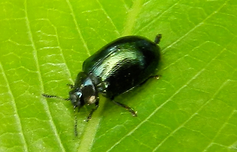 Plagiodera versicolora
