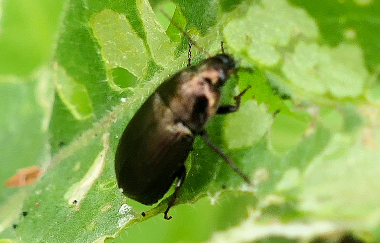 Poecilus (cupreus ?)