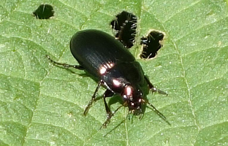 Poecilus cupreus