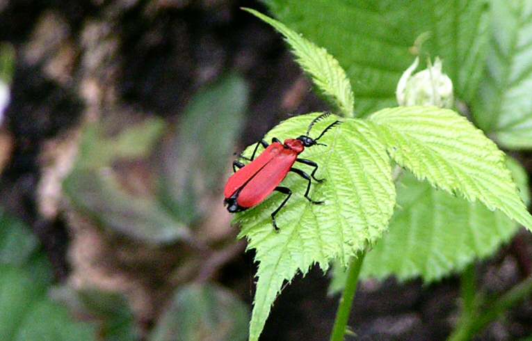 Pyrochroa coccinea