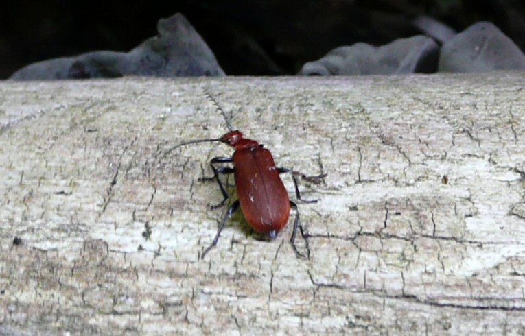 Pyrochroa serraticornis