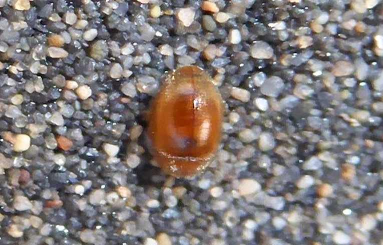 Rhyzobius litura