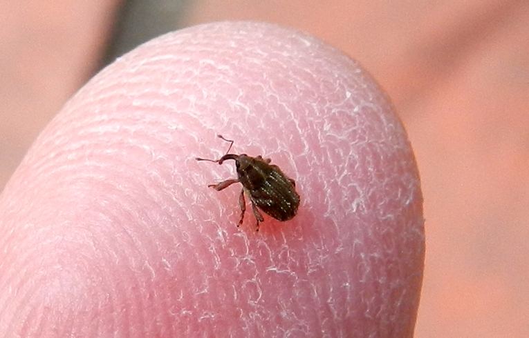 Trichosirocalus troglodytes ? 