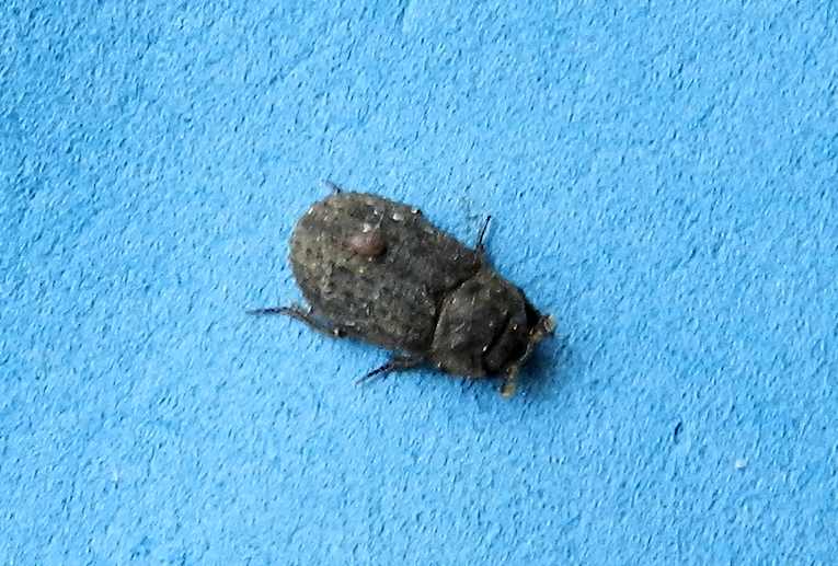 Trox scaber