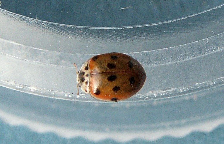 Adalia 10-punctata