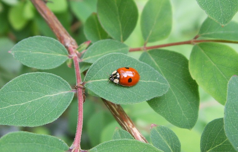 Adalia 2-punctata