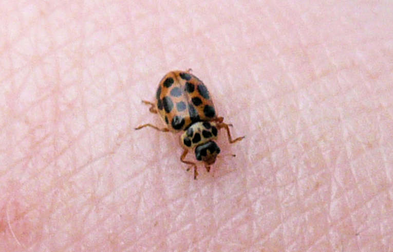 Water Ladybird, Anisosticta 14-punctata