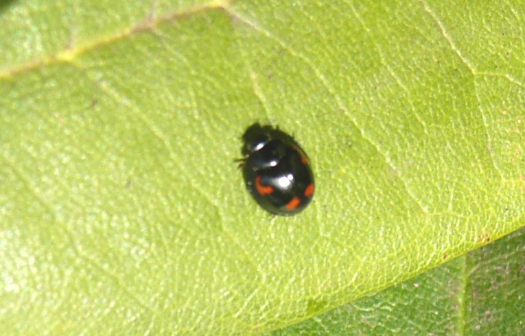 Exochomus 4-pustulatus