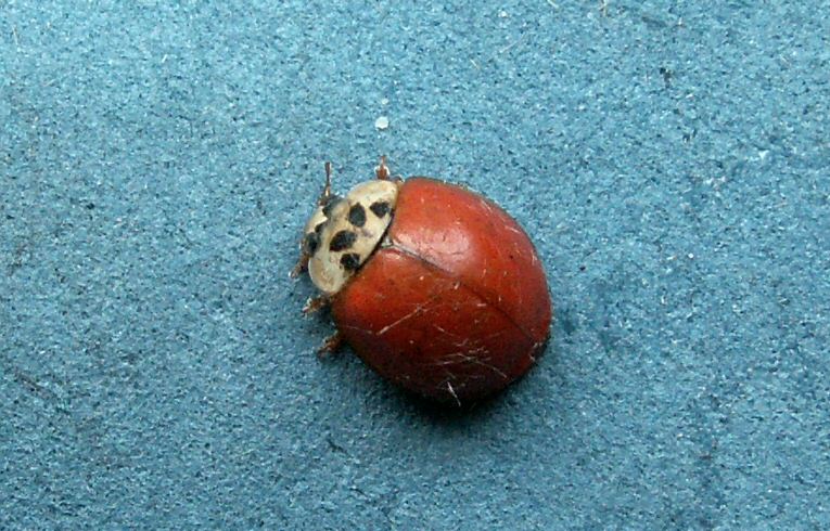 Harmonia axyridis