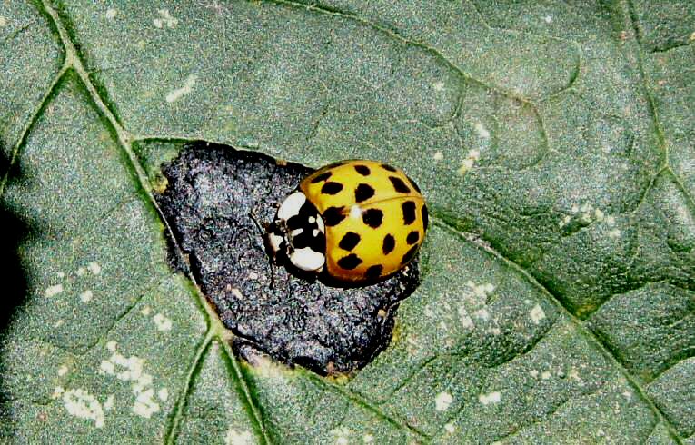 Harmonia axyridis