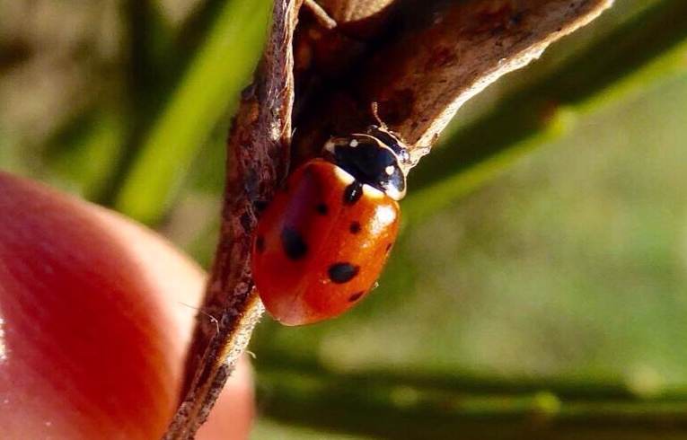 Adonia variegata