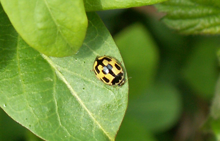 Propylea 14-punctata