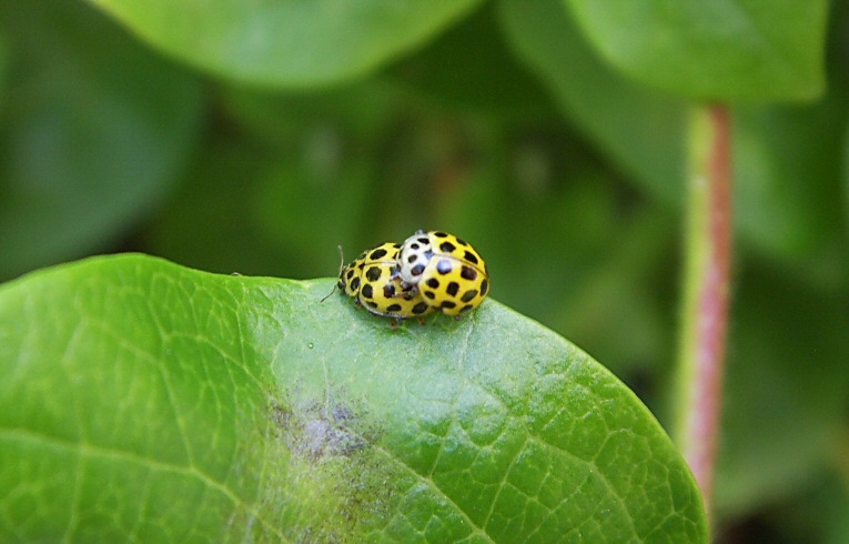 Psyllobora 22-punctata