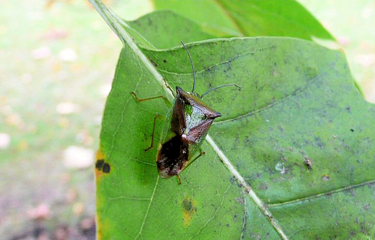 Acanthosoma haemorrhoidale
